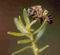 abelhacoleta